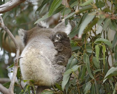 Koala, Female w Joey, eating leaves-123008-Hanson Bay Sanctuary, Kangaroo Island, South Australia-#0820.jpg