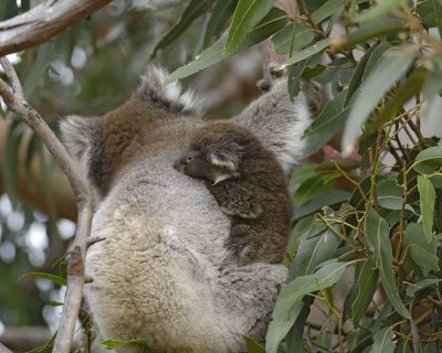 Koala, Female w Joey, eating leaves-123008-Hanson Bay Sanctuary, Kangaroo Island, South Australia-#0824.jpg