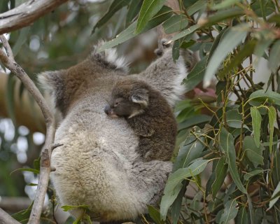 Koala, Female w Joey, eating leaves-123008-Hanson Bay Sanctuary, Kangaroo Island, South Australia-#0828.jpg