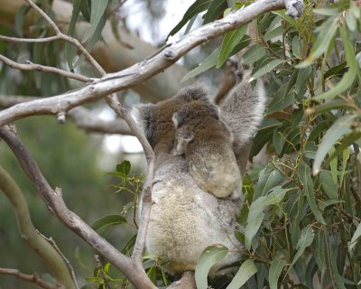 Koala, Female w Joey, eating leaves-123008-Hanson Bay Sanctuary, Kangaroo Island, South Australia-#0863.jpg