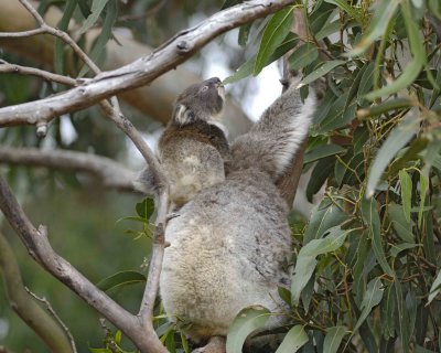 Koala, Female w Joey, eating leaves-123008-Hanson Bay Sanctuary, Kangaroo Island, South Australia-#0878.jpg