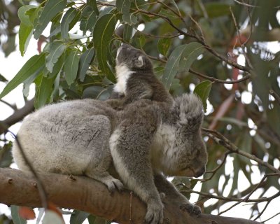 Koala, Female w Joey, eating leaves-123008-Hanson Bay Sanctuary, Kangaroo Island, South Australia-#0885.jpg