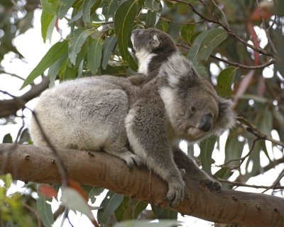 Koala, Female w Joey, eating leaves-123008-Hanson Bay Sanctuary, Kangaroo Island, South Australia-#0889.jpg