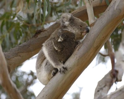 Koala, Female w Joey, moving down tree-123008-Hanson Bay Sanctuary, Kangaroo Island, South Australia-#0622.jpg