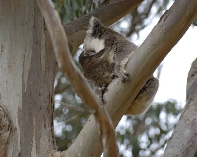 Koala, Female w Joey, moving down tree-123008-Hanson Bay Sanctuary, Kangaroo Island, South Australia-#0624.jpg