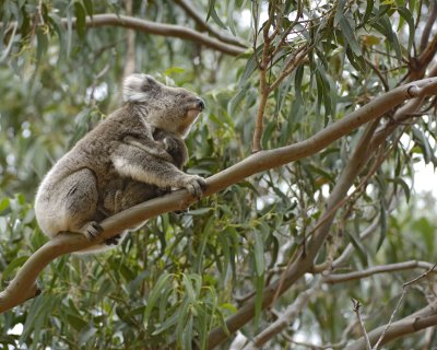 Koala, Female w Joey, moving up branch-123008-Hanson Bay Sanctuary, Kangaroo Island, South Australia-#0636.jpg
