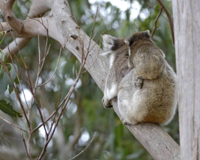 Koala, Female w Joey-123008-Hanson Bay Sanctuary, Kangaroo Island, South Australia-#0686.jpg