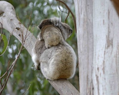 Koala, Female w Joey-123008-Hanson Bay Sanctuary, Kangaroo Island, South Australia-#0689.jpg
