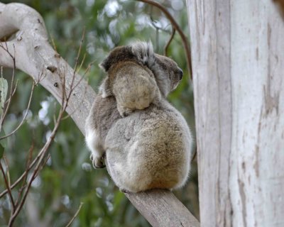 Koala, Female w Joey-123008-Hanson Bay Sanctuary, Kangaroo Island, South Australia-#0690.jpg