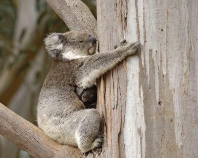 Koala, Female w Joey-123008-Hanson Bay Sanctuary, Kangaroo Island, South Australia-#0713.jpg