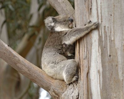 Koala, Female w Joey-123008-Hanson Bay Sanctuary, Kangaroo Island, South Australia-#0720.jpg