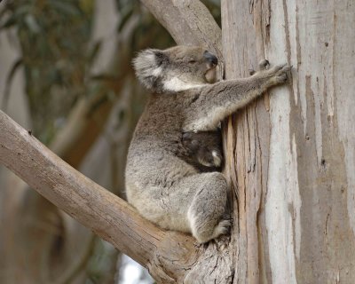 Koala, Female w Joey-123008-Hanson Bay Sanctuary, Kangaroo Island, South Australia-#0724.jpg