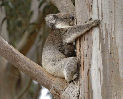 Koala, Female w Joey-123008-Hanson Bay Sanctuary, Kangaroo Island, South Australia-#0726.jpg