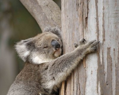 Koala, Female w Joey-123008-Hanson Bay Sanctuary, Kangaroo Island, South Australia-#0752.jpg