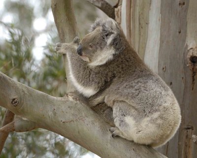 Koala, Female w Joey-123008-Hanson Bay Sanctuary, Kangaroo Island, South Australia-#0793.jpg