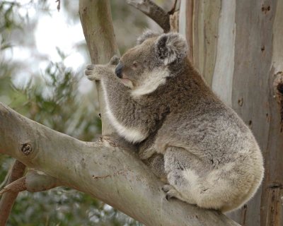 Koala, Female w Joey-123008-Hanson Bay Sanctuary, Kangaroo Island, South Australia-#0798.jpg