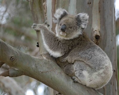 Koala, Female w Joey-123008-Hanson Bay Sanctuary, Kangaroo Island, South Australia-#0810.jpg