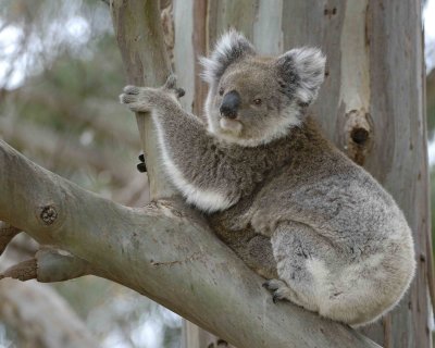 Koala, Female w Joey-123008-Hanson Bay Sanctuary, Kangaroo Island, South Australia-#0814.jpg