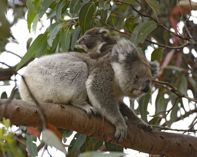 Koala, Female w Joey-123008-Hanson Bay Sanctuary, Kangaroo Island, South Australia-#0892.jpg