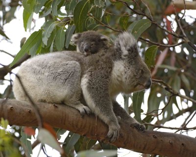 Koala, Female w Joey-123008-Hanson Bay Sanctuary, Kangaroo Island, South Australia-#0894.jpg