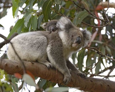 Koala, Female w Joey-123008-Hanson Bay Sanctuary, Kangaroo Island, South Australia-#0901.jpg