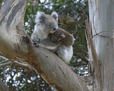 Koala, Female w Joey-123008-Hanson Bay Sanctuary, Kangaroo Island, South Australia-#0926.jpg