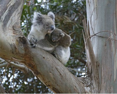 Koala, Female w Joey-123008-Hanson Bay Sanctuary, Kangaroo Island, South Australia-#0930.jpg