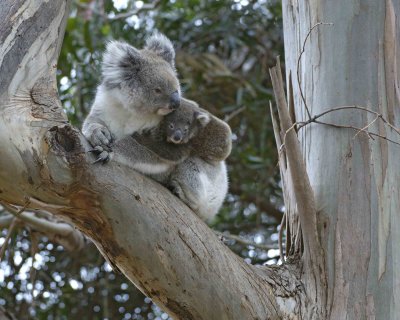 Koala, Female w Joey-123008-Hanson Bay Sanctuary, Kangaroo Island, South Australia-#0931.jpg