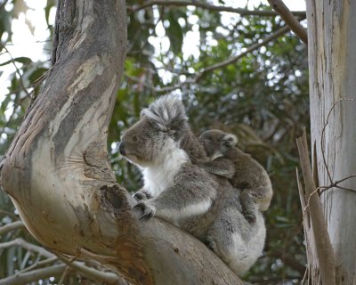 Koala, Female w Joey-123008-Hanson Bay Sanctuary, Kangaroo Island, South Australia-#0935.jpg