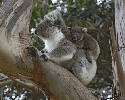 Koala, Female w Joey-123008-Hanson Bay Sanctuary, Kangaroo Island, South Australia-#0943.jpg