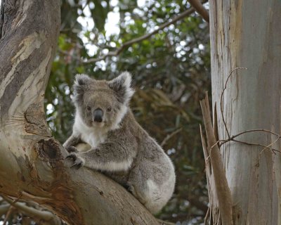 Koala, Female w Joey-123008-Hanson Bay Sanctuary, Kangaroo Island, South Australia-#0965.jpg