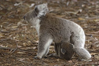 Koala, Female w Joey-123008-Hanson Bay Sanctuary, Kangaroo Island, South Australia-#0971.jpg