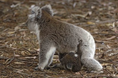 Koala, Female w Joey-123008-Hanson Bay Sanctuary, Kangaroo Island, South Australia-#0972.jpg