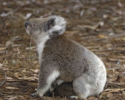 Koala, Female w Joey-123008-Hanson Bay Sanctuary, Kangaroo Island, South Australia-#0977.jpg