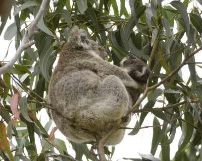 Koala, Female with Joey, eating leaves-123108-Hanson Bay Sanctuary, Kanagaroo Island, South Australia-#0647.jpg