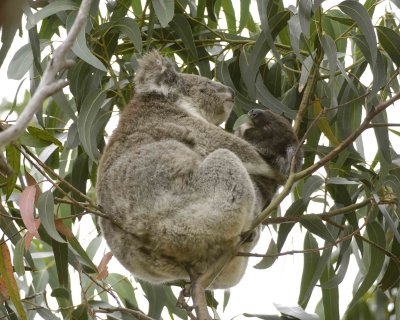 Koala, Female with Joey, eating leaves-123108-Hanson Bay Sanctuary, Kanagaroo Island, South Australia-#0653.jpg