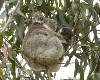 Koala, Female with Joey, eating leaves-123108-Hanson Bay Sanctuary, Kanagaroo Island, South Australia-#0655.jpg