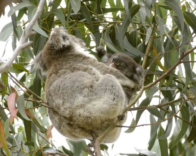 Koala, Female with Joey, eating leaves-123108-Hanson Bay Sanctuary, Kanagaroo Island, South Australia-#0668.jpg