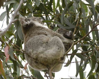 Koala, Female with Joey, eating leaves-123108-Hanson Bay Sanctuary, Kanagaroo Island, South Australia-#0684.jpg