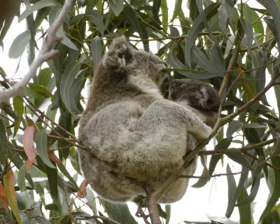 Koala, Female with Joey, eating leaves-123108-Hanson Bay Sanctuary, Kanagaroo Island, South Australia-#0689.jpg