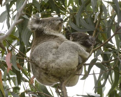 Koala, Female with Joey, eating leaves-123108-Hanson Bay Sanctuary, Kanagaroo Island, South Australia-#0694.jpg