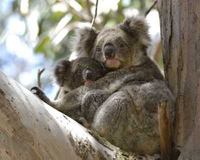 Koala, Female with Joey-123108-Hanson Bay Sanctuary, Kanagaroo Island, South Australia-#0795.jpg