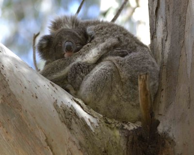 Koala, Female with Joey-123108-Hanson Bay Sanctuary, Kanagaroo Island, South Australia-#0854.jpg