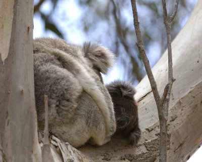 Koala, Female with Joey-123108-Hanson Bay Sanctuary, Kanagaroo Island, South Australia-#0902.jpg