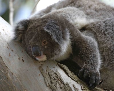 Koala, Female with Joey-123108-Hanson Bay Sanctuary, Kanagaroo Island, South Australia-#0969.jpg