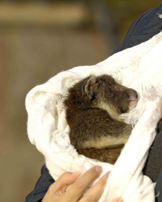 Koala, Joey (Rescued)-010109-Hanson Bay Sanctuary, Kanagaroo Island, South Australia-#0371.jpg