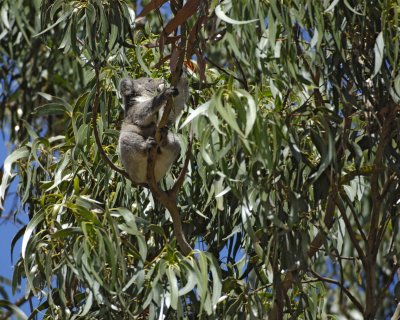 Koala, Joey eating leaves-010209-Hanson Bay Sanctuary, Kangaroo Island, South Australia-#0604.jpg