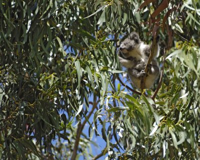 Koala, Joey eating leaves-010209-Hanson Bay Sanctuary, Kangaroo Island, South Australia-#0632.jpg