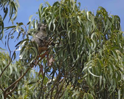 Koala, Joey, eating leaves-010209-Hanson Bay Sanctuary, Kangaroo Island, South Australia-#0671.jpg