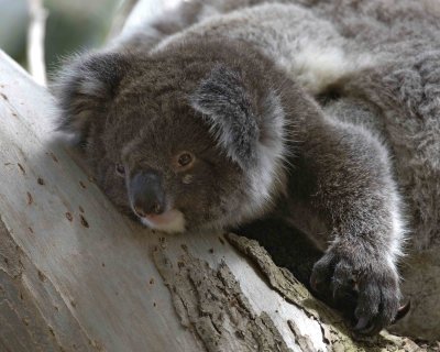 Koala, Joey-123108-Hanson Bay Sanctuary, Kanagaroo Island, South Australia-#0967.jpg